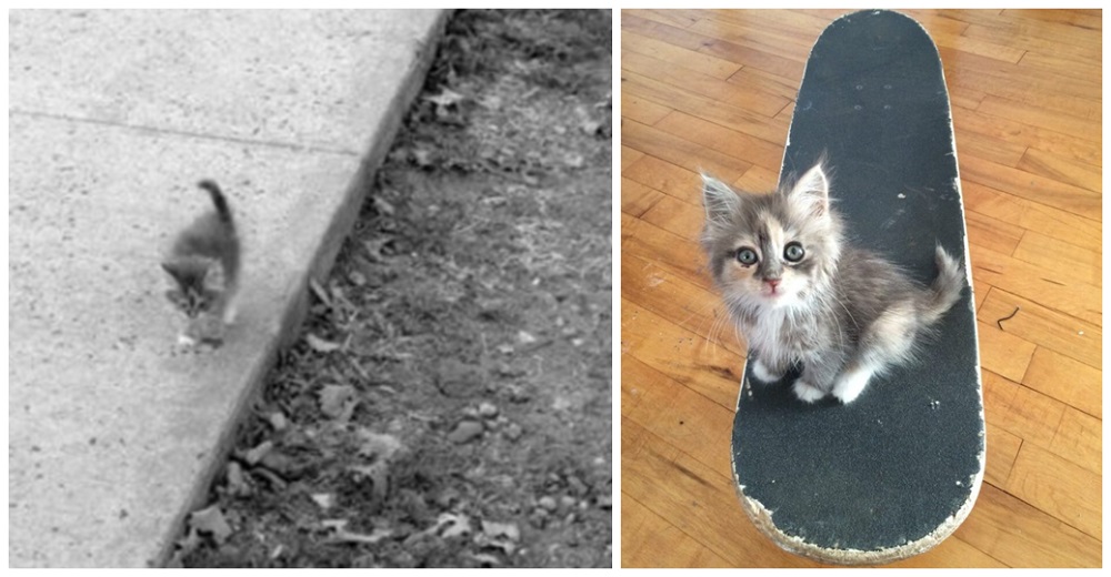 Esta gatita se acerca a un joven en busca de comida sin imaginar que recibiría mucho más