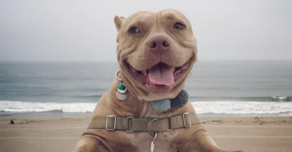 Shortcake, la pitbull de la eterna sonrisa, es la perrita más feliz del mundo