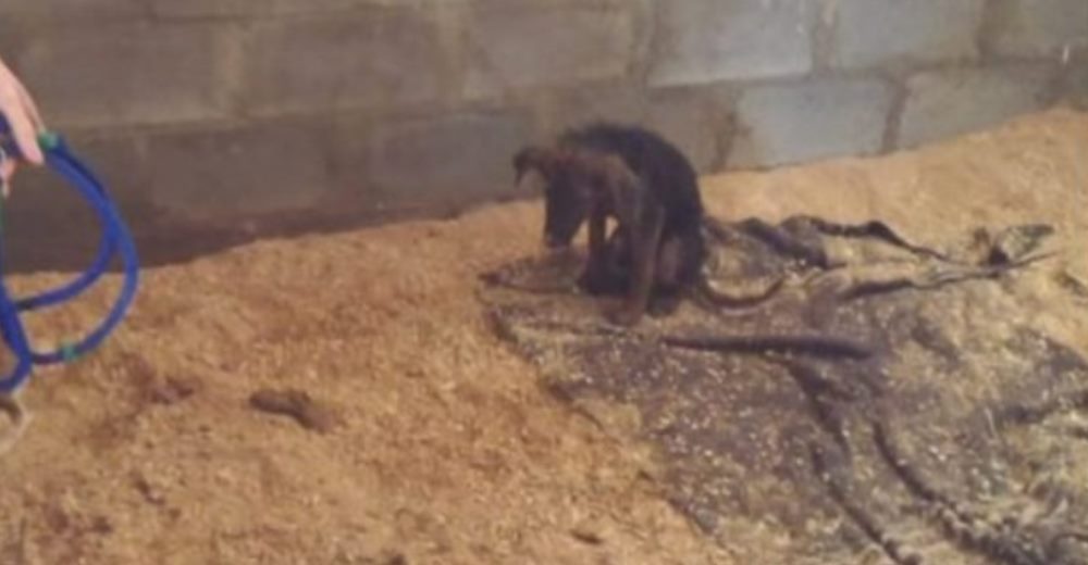 Acuden a sacrificar a su cachorro «por no jugar» y el veterinario los detiene Acuden a sacrificar a su cachorro «por no jugar» y el veterinario los detiene