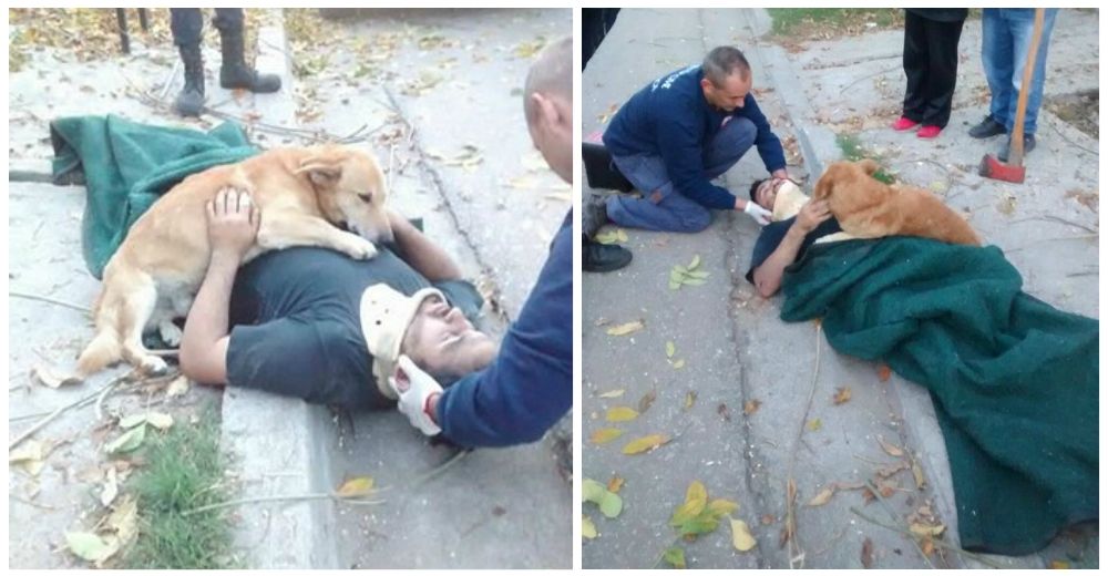 Te sorprenderá la reacción te este perrito cuando su dueño cae de un árbol