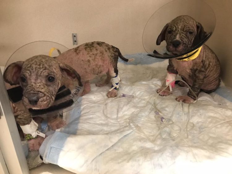 cachorros rescatados sarna rescue dogs rock ny rescate extremo activismo veterinario mane puppy puppies