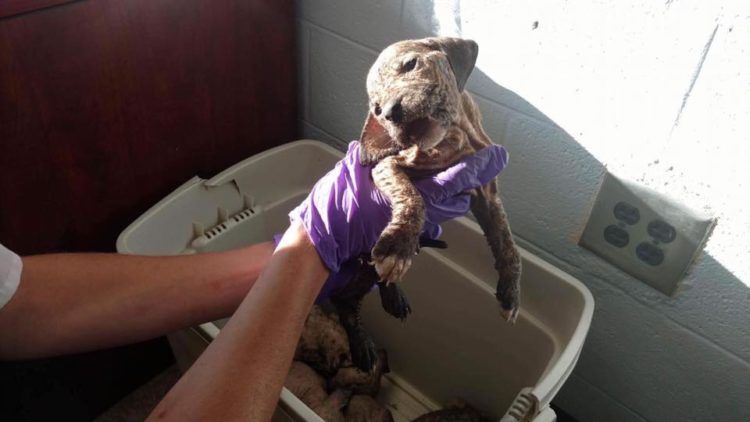 rescued puppies mange rescue dogs rock ny extreme rescue veterinary activism mane puppy puppies