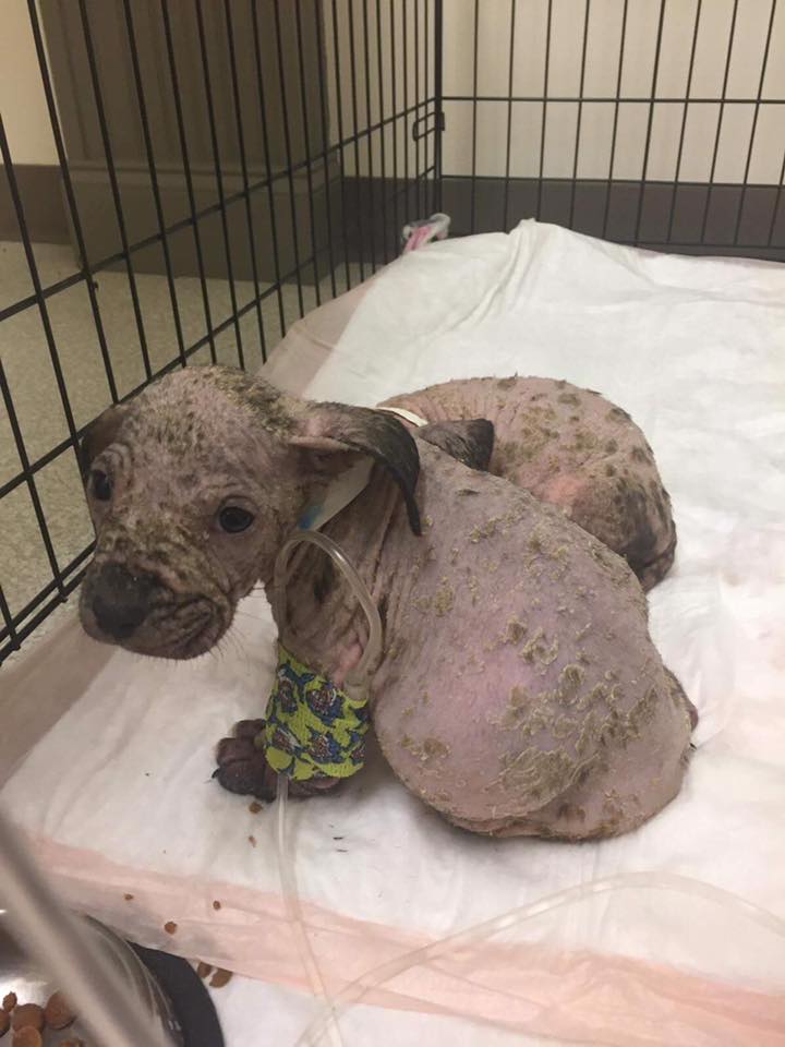 rescued puppies mange rescue dogs rock ny extreme rescue veterinary activism mane puppy puppies