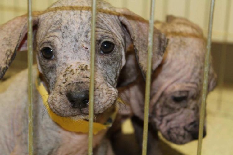 cachorros rescatados sarna rescue dogs rock ny rescate extremo activismo veterinario mane puppy puppies