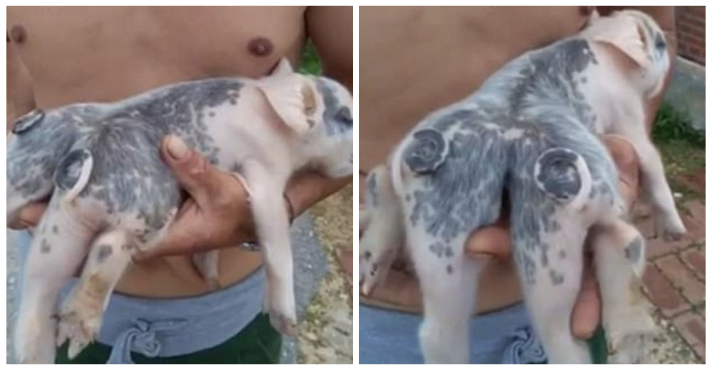 Insólito: Un cerdito en China nació con seis patitas y dos colas Insólito: Un cerdito en China nació con seis patitas y dos colas
