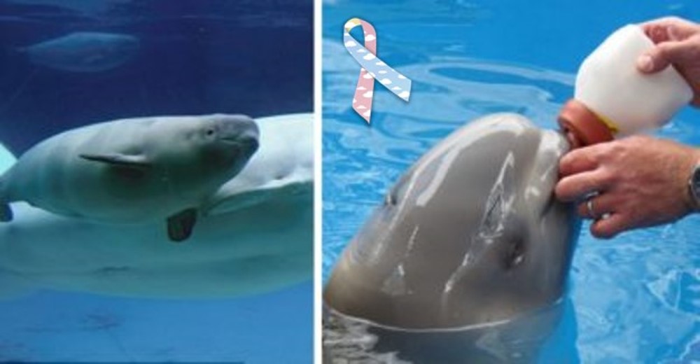 Personal de SeaWorld no logra entender el fatal destino de este bebé ballena Personal de SeaWorld no logra entender el fatal destino de este bebé ballena
