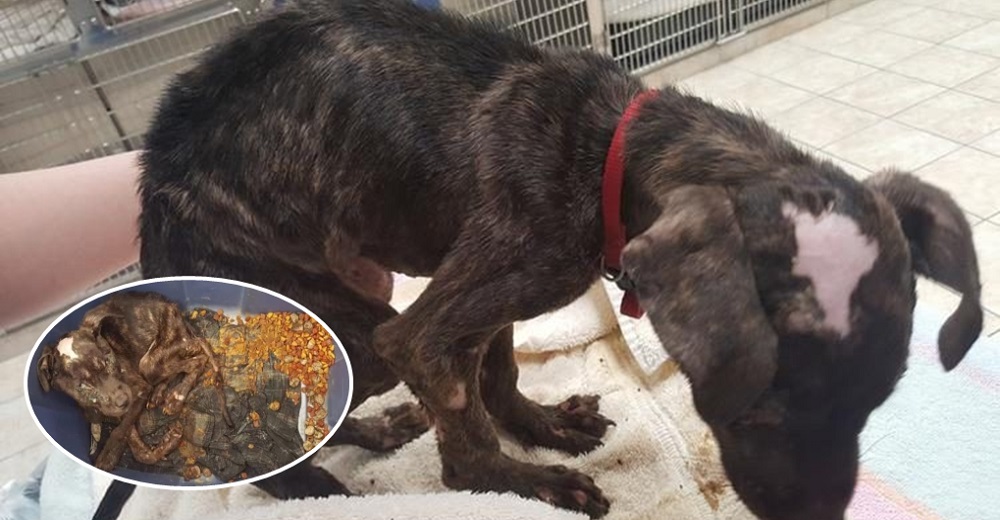 Cachorro abandonado en un contenedor al borde del colapso rogaba que alguien lo escuchara