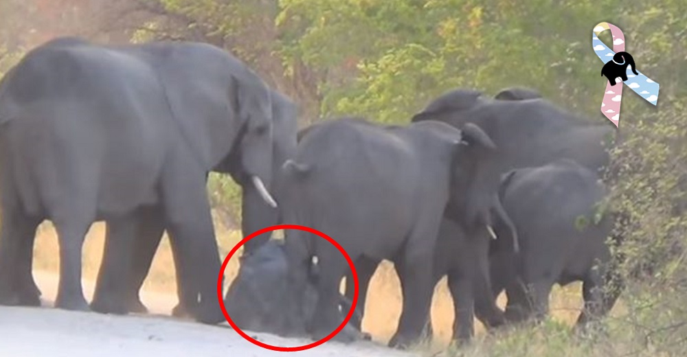 Luchan por revivir al más pequeñito de la manada por la culpa de un conductor en un safari
