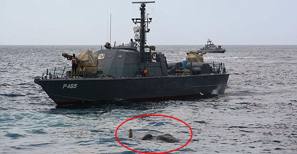 Marinos creen hallar un gran objeto en el mar, cuando lo reconocen todos se lanzan a rescatarlo