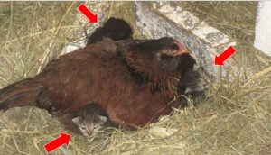 Confundida gallina que «empollaba» 4 gatitos se niega a devolvérselos a su madre original