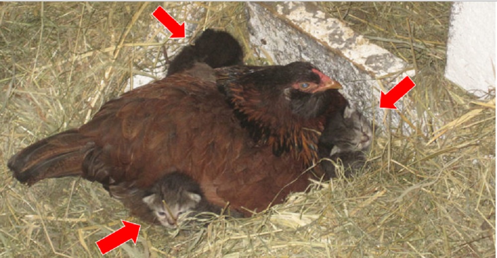 Confundida gallina que «empollaba» 4 gatitos se niega a devolvérselos a su madre original