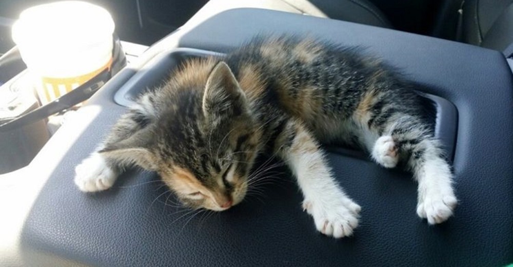 Un gatito bebé rescatado de una carretera deja en lágrimas a su nuevo dueño