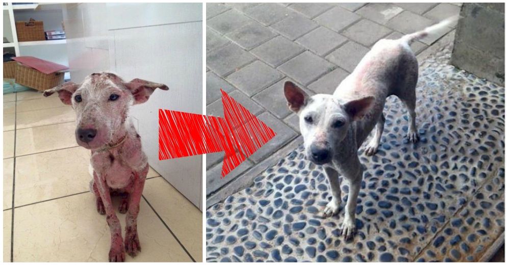 Esta perrita callejera a punto de morir encuentra la salvación y su vida cambió por completo