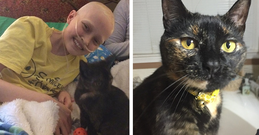 Una niña con cáncer terminal suplica tener un gatito que le consuele en su último aliento