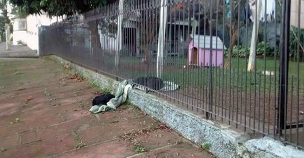 Perrita rescatada arrastra una mantita para compartirla con otro perrito que temblaba de frío