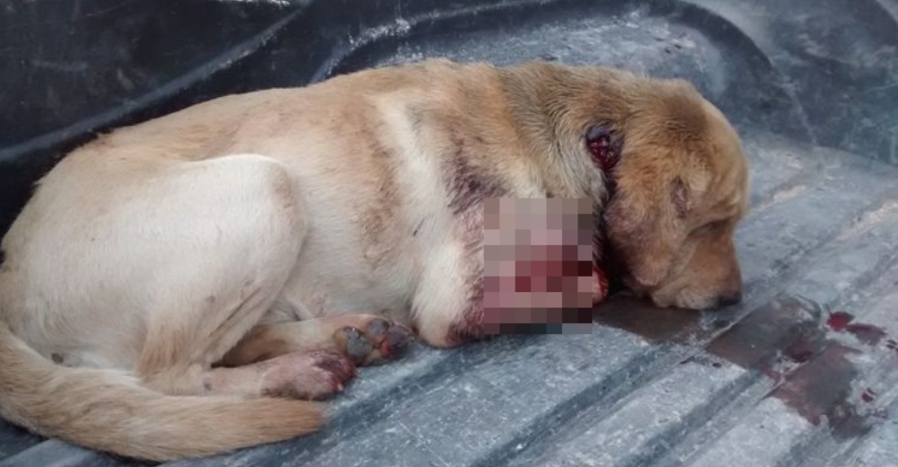 Exigen una reforma en la ley para castigar severamente el maltrato animal