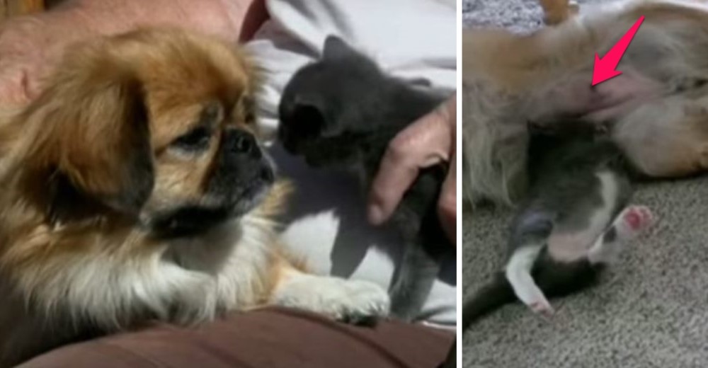 Una perrita rescata a un gatito a punto de morir – Días después ocurre un milagro maternal