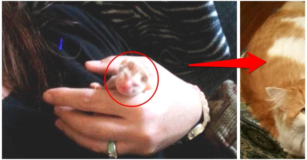 Este gatito prematuro tenía el tamaño de un dedo pulgar – Su cambio fue Zoorprendente
