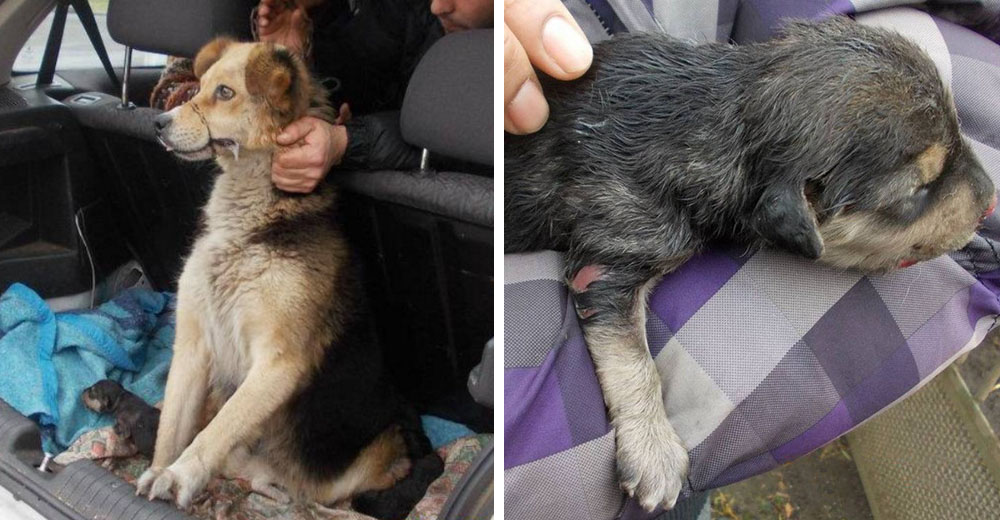 Madre heroica: una perrita arriesga su vida por salvar a sus cachorros en medio de un incendio Madre heroica: una perrita arriesga su vida por salvar a sus cachorros en medio de un incendio