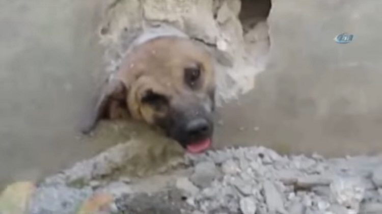 merin truquia perro atrapado tuberia pared cabeza rescate asombroso martillo destruir 