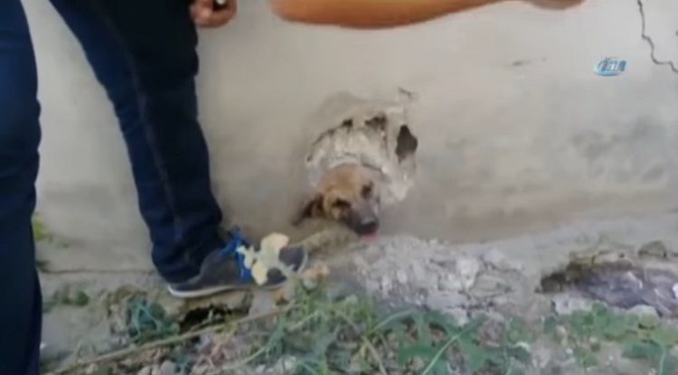 merin truquia perro atrapado tuberia pared cabeza rescate asombroso martillo destruir 