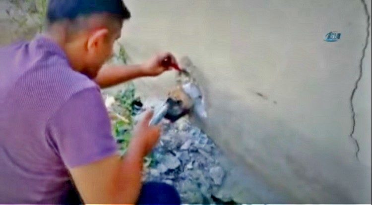 merin truquia perro atrapado tuberia pared cabeza rescate asombroso martillo destruir 