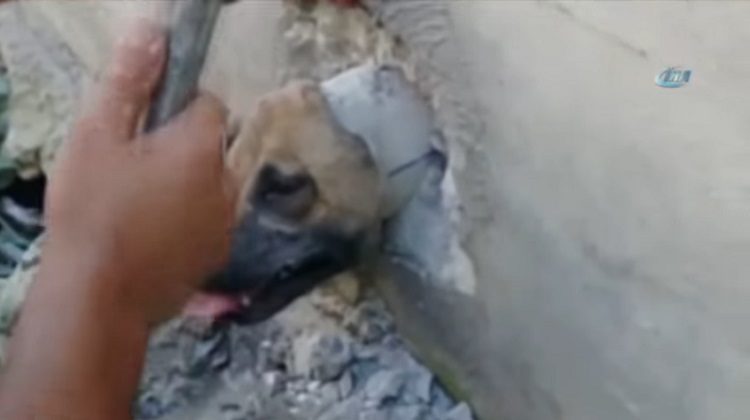 merin truquia perro atrapado tuberia pared cabeza rescate asombroso martillo destruir 