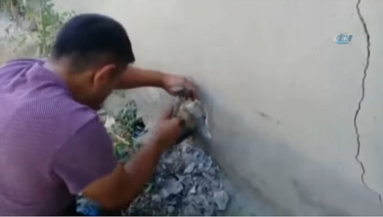 merin truquia perro atrapado tuberia pared cabeza rescate asombroso martillo destruir 