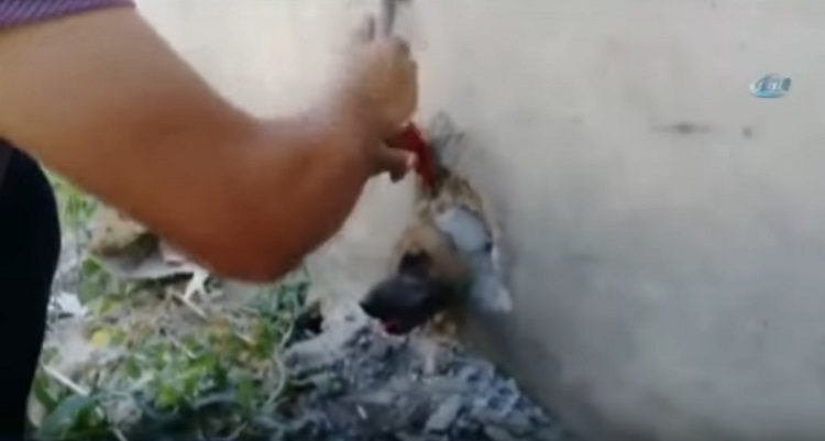 merin truquia perro atrapado tuberia pared cabeza rescate asombroso martillo destruir 