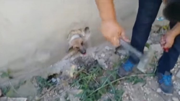 merin truquia perro atrapado tuberia pared cabeza rescate asombroso martillo destruir 
