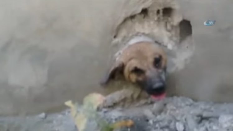 merin truquia perro atrapado tuberia pared cabeza rescate asombroso martillo destruir 