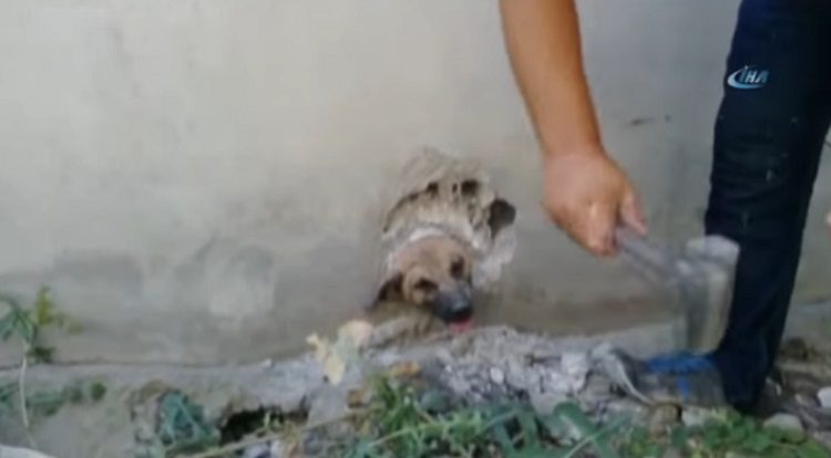 merin truquia perro atrapado tuberia pared cabeza rescate asombroso martillo destruir 