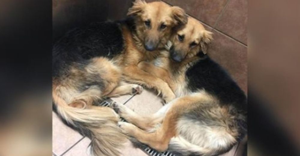 Aterrados perritos abandonados no paran de abrazarse, su destino podía ser la muerte segura Aterrados perritos abandonados no paran de abrazarse, su destino podía ser la muerte segura