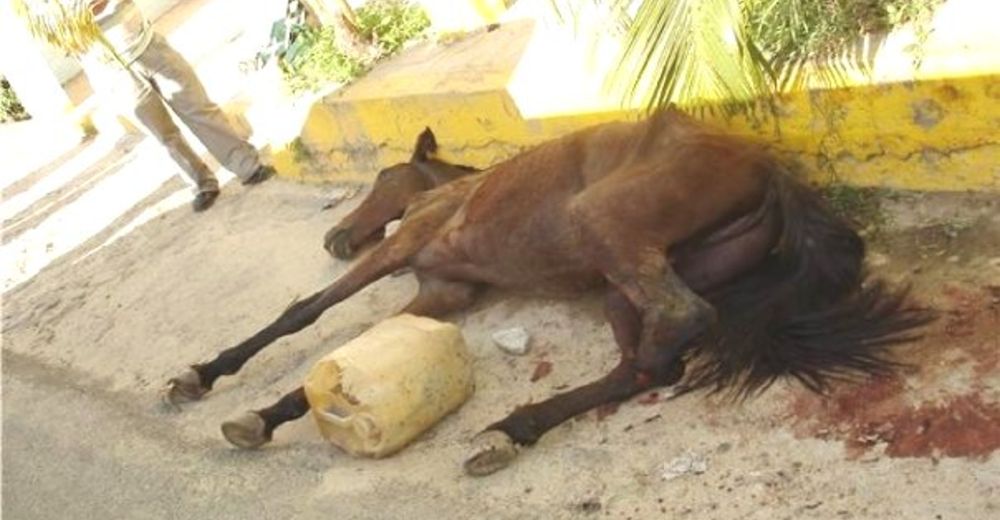 En México los caballos son usados como vehículos y la situación es alarmante