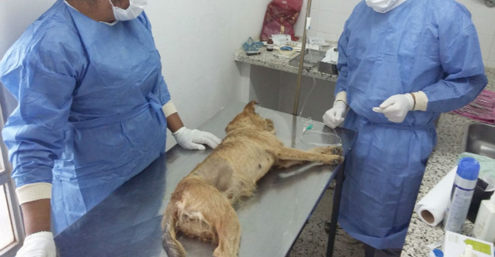 En Uruguay hay más de 500.000 perros sin hogar y necesitan atención médica
