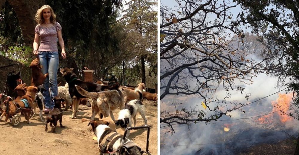 Un santuario que acoge a 300 perros fue víctima de un incendio – Les negaron hasta el agua