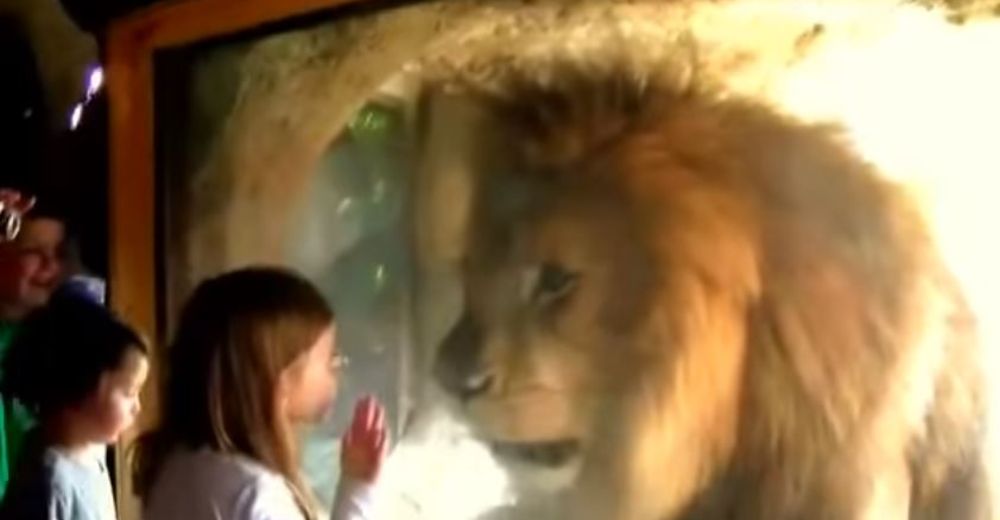 Una niña le da un beso al león a través del cristal y la respuesta del animal causa polémica
