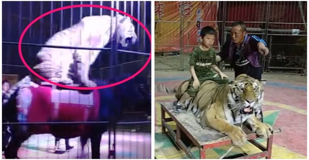 Un tigre es sometido a hacer las cosas más antinaturales en un circo de China