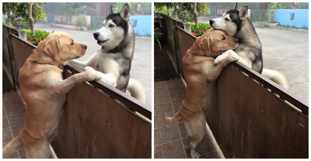 Perrito aprovecha el mínimo descuido para escapar y le suplica ayuda a su mejor amigo Perrito aprovecha el mínimo descuido para escapar y le suplica ayuda a su mejor amigo