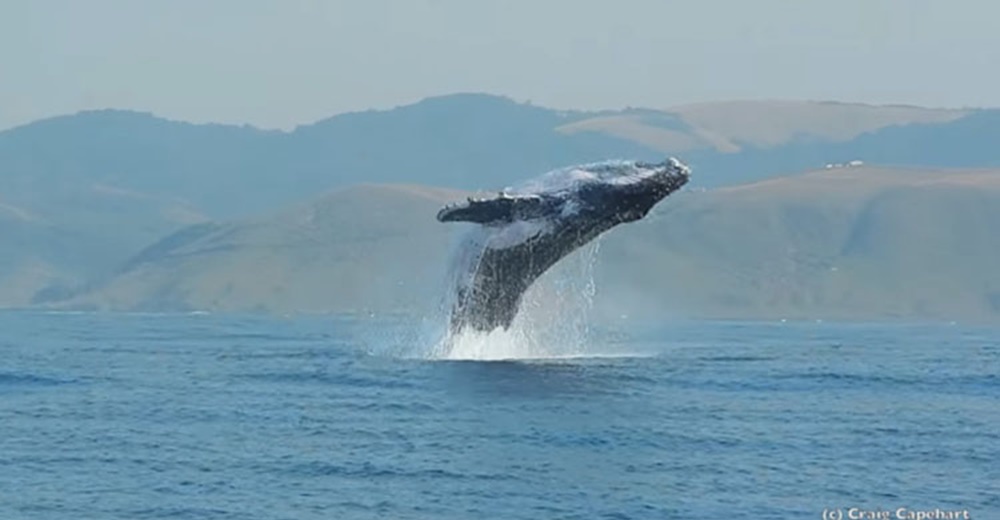 Así sorprendió esta ballena a un buzo, permitiéndole capturar un momento único Así sorprendió esta ballena a un buzo, permitiéndole capturar un momento único