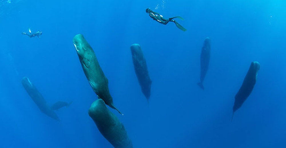 Un fotográfo logra capturar el curioso modo en que unas ballenas cachalote hacían su siesta Un fotográfo logra capturar el curioso modo en que unas ballenas cachalote hacían su siesta