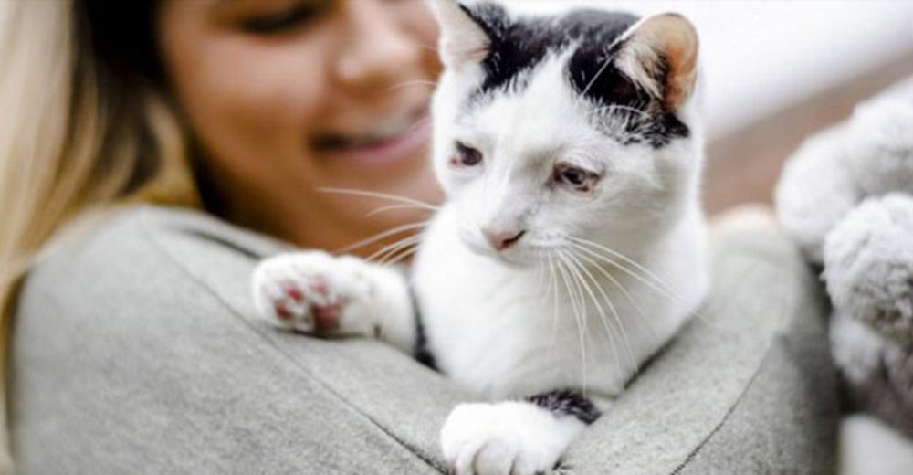 Este gatito ciego por una terrible enfermedad encontró un hogar adoptivo gracias al internet Este gatito ciego por una terrible enfermedad encontró un hogar adoptivo gracias al internet