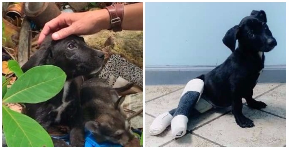 Tenía sus patas fracturadas y lo encontraron velando por la vida de sus amigos más pequeños