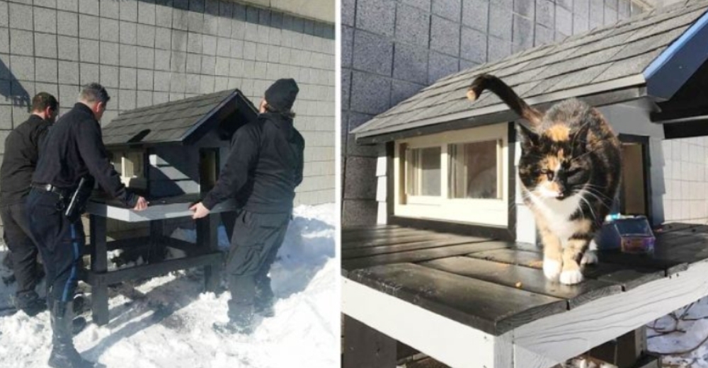 Una gata visitaba tanto el departamento de policía que le construyeron una casita