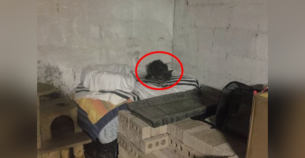 Baja al sótano de su nueva casa y descubre una gatita luchando por sobrevivir desde hace 20 años