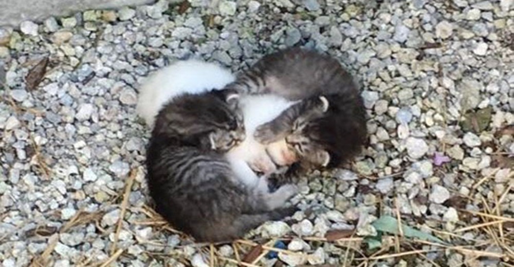 Dos gatitos abandonados se acurrucan alrededor de su pequeña hermanita para protegerla