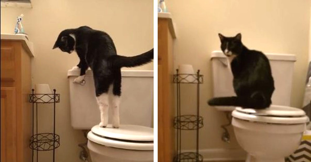 La costosa factura del servicio de agua se debe a los curiosos gustos del gato de la familia La costosa factura del servicio de agua se debe a los curiosos gustos del gato de la familia