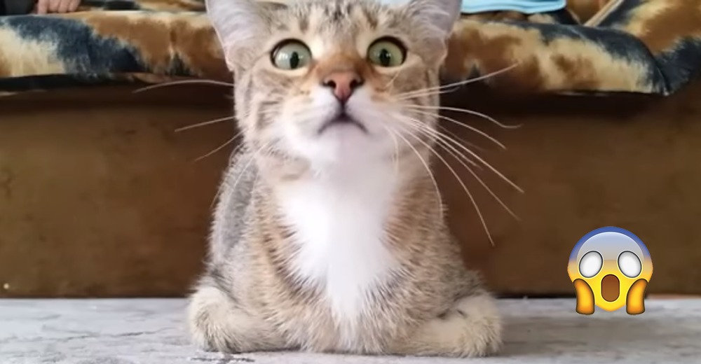 ¿Cómo reaccionan los gatos ante una película de terror? – Esta minina lo dice todo ¿Cómo reaccionan los gatos ante una película de terror? – Esta minina lo dice todo