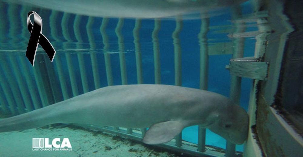 La verdad que Marineland esconde sobre la muerte de la ballena Gia, su «popular atracción» La verdad que Marineland esconde sobre la muerte de la ballena Gia, su «popular atracción»