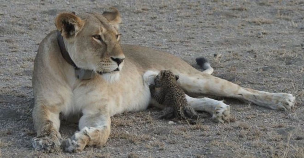 El sorprendente y único caso de una leona que adoptó a un leopardo y lo amamantó El sorprendente y único caso de una leona que adoptó a un leopardo y lo amamantó